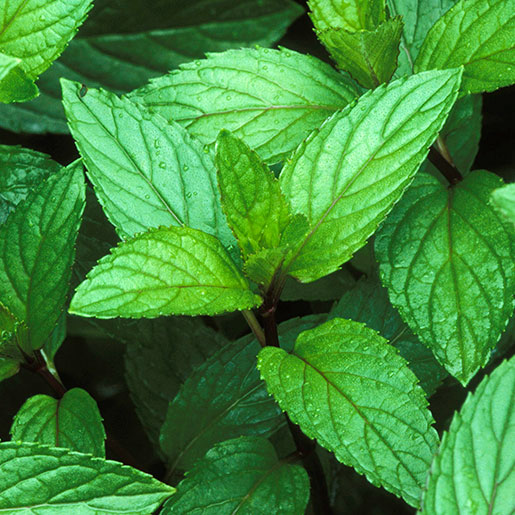 Wholesale manufacturer, supplier & exporter of bulk peppermint essential oils