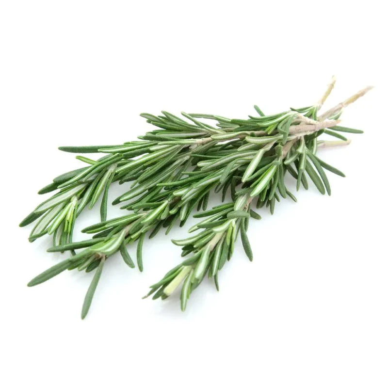 Wholesale manufacturer, supplier & exporter of bulk rosemary essential oils