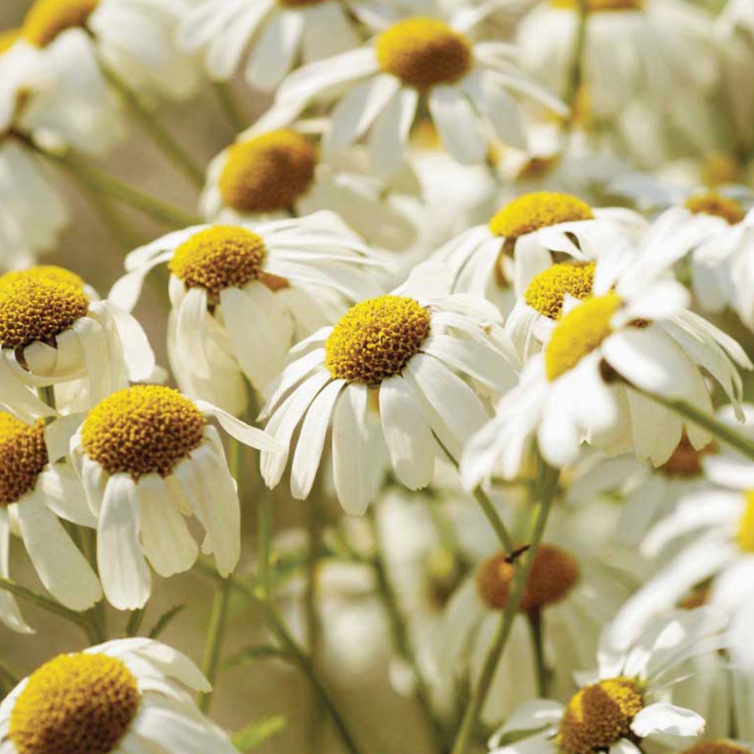 Chamomile Roman Essential Oil