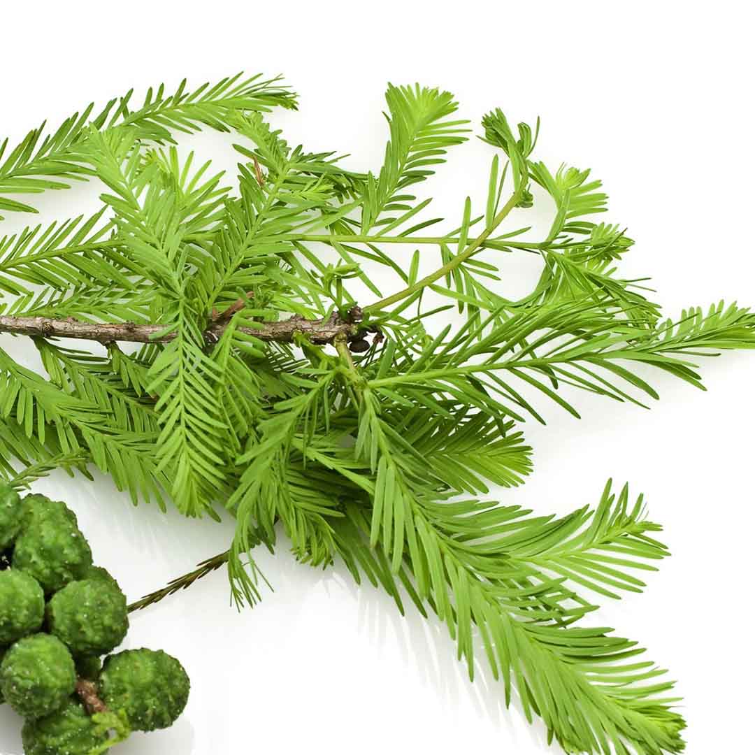 Sri Venkatesh Aromas (SVA Naturals): Top manufacturer & exporter of Bulk Organic Cypress essential oil