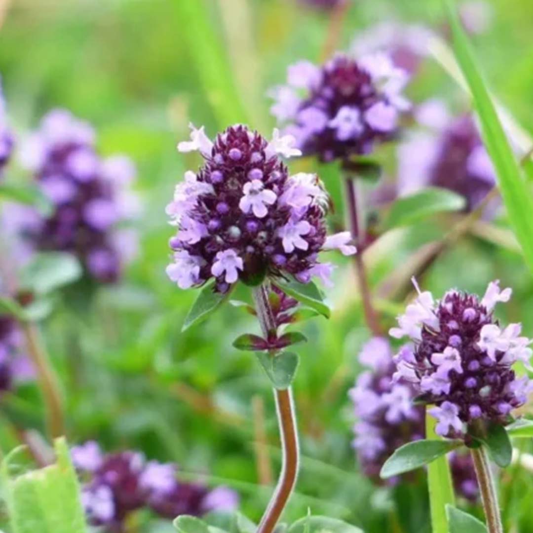 Thymus Essential Oils serpyllum L Europe, Thymus serpyllum L Europe Exporter, Thymus Essential