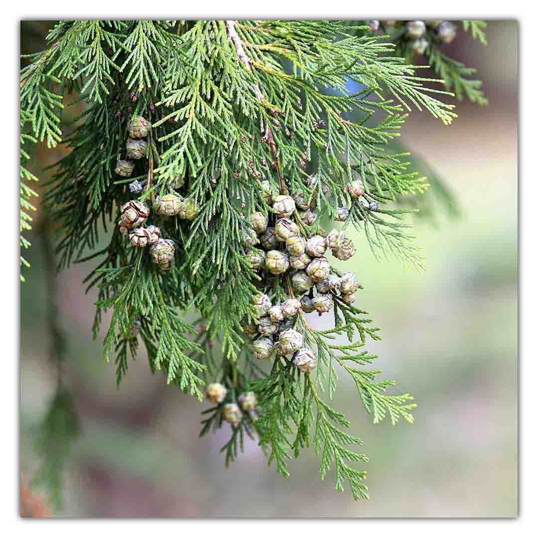 Cedarwood Essential Oil (Chinese) at Wholesale Prices Sva Naturals