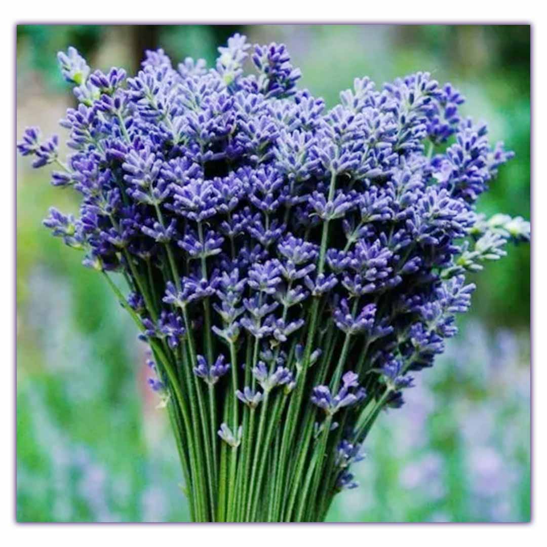 sweet romance lavender plants for sale Buy 100% Pure Lavender Kashmir Essential Oil, Organic in Bulk & Retail – Sva Naturals