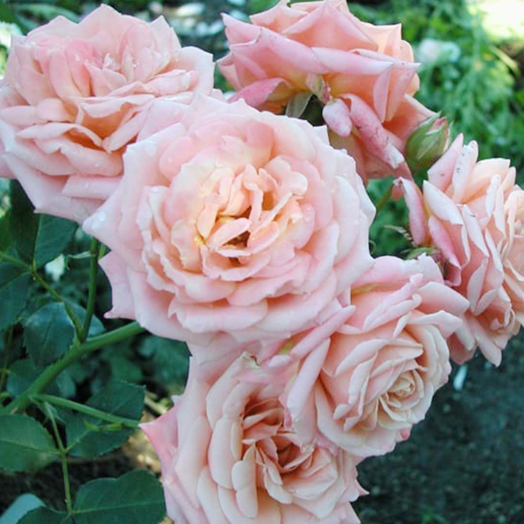Sri Venkatesh Aromas (SVA Naturals): Top manufacturer & exporter of Bulk Chic rose fragrance, natural