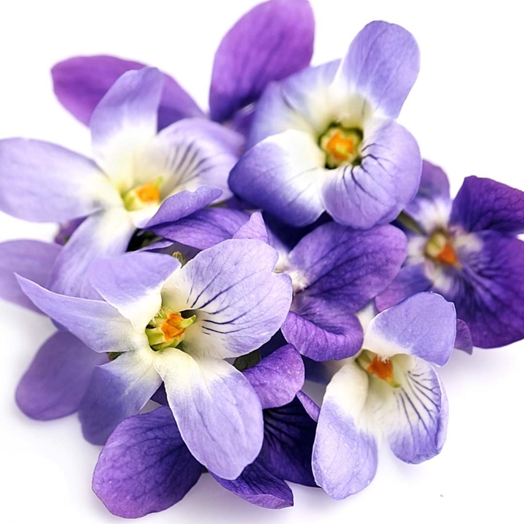 Sri Venkatesh Aromas (SVA Naturals): Bulk manufacturer & Exporter of Violet Fragrance