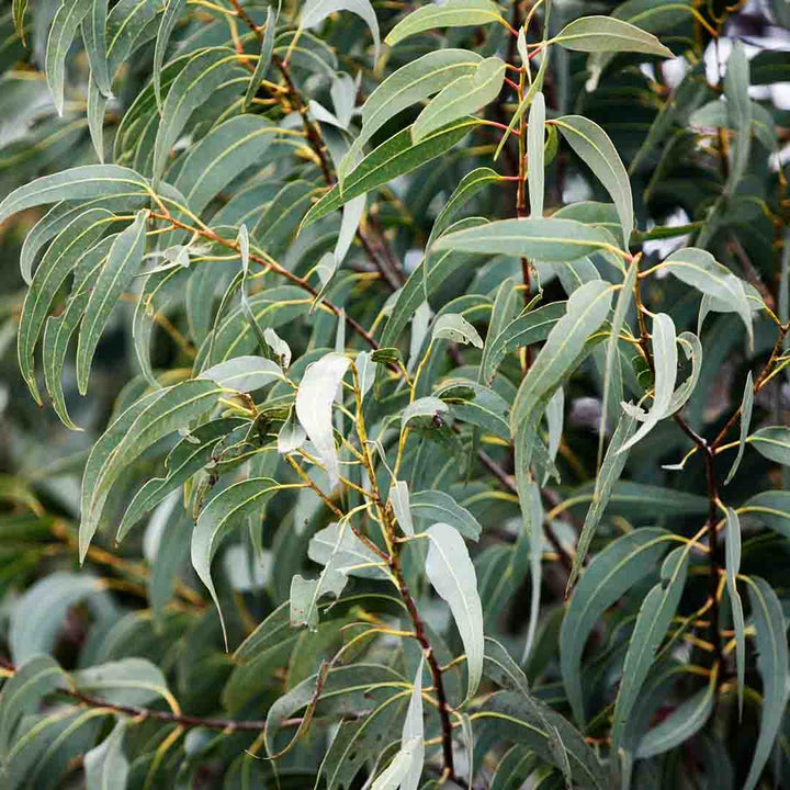 Sri Venkatesh Aromas (SVA Naturals): Top manufacturer & exporter of Bulk Eucalyptus Citrodora essential oil