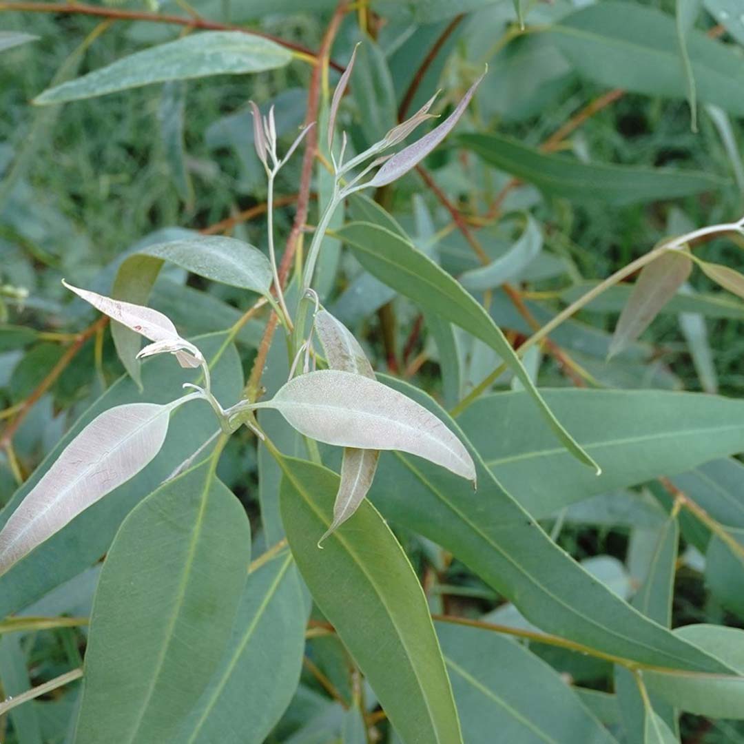 Sri Venkatesh Aromas (SVA Naturals): Top manufacturer & exporter of Bulk Eucalyptus Globulus essential oil