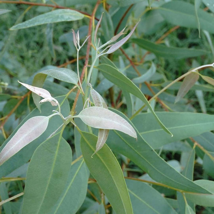 Eucalyptus Essential Oil