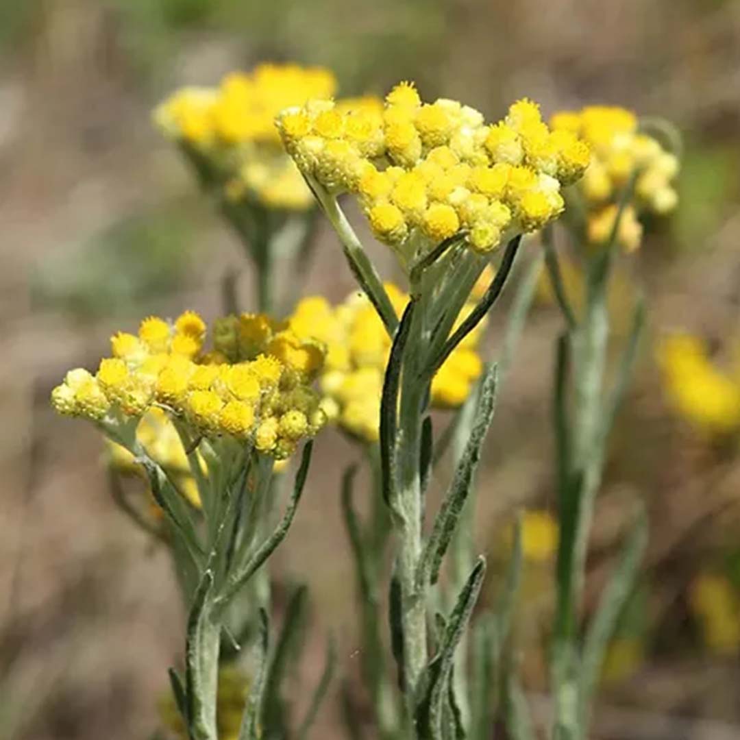 HELICHRYSUM ITALICUM ESSENTIAL OIL, ORGANIC