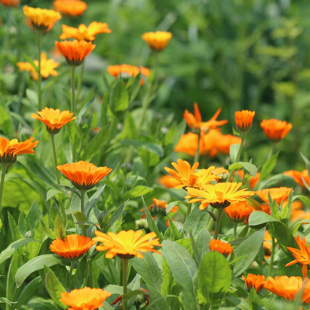 Sri Venkatesh Aromas (SVA Naturals): Bulk manufacturer & Exporter of Calendula Infused Oil