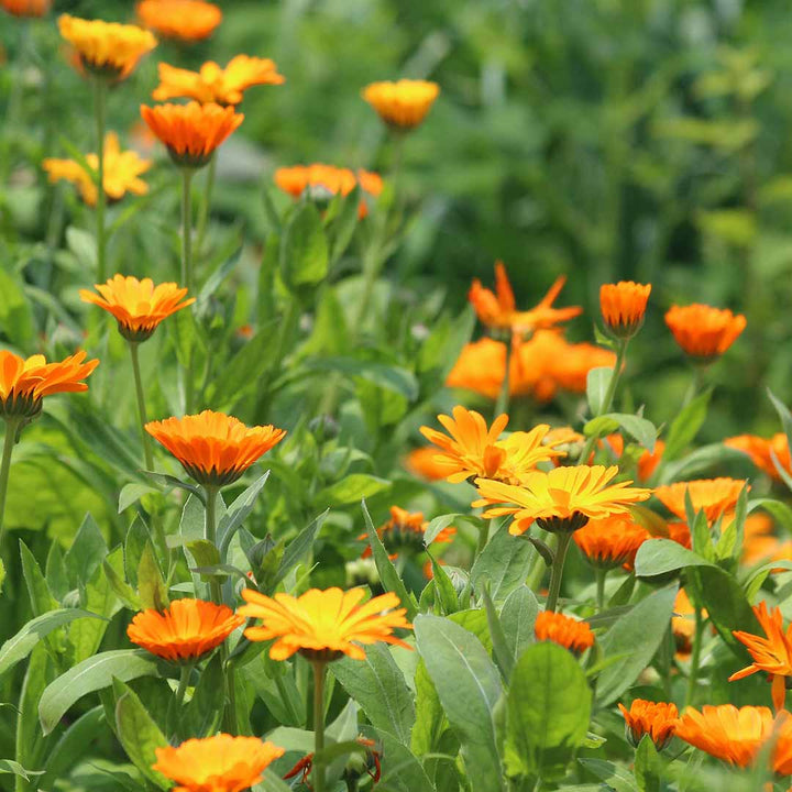 Sri Venkatesh Aromas (SVA Naturals): Bulk manufacturer & Exporter of Calendula Infused Oil