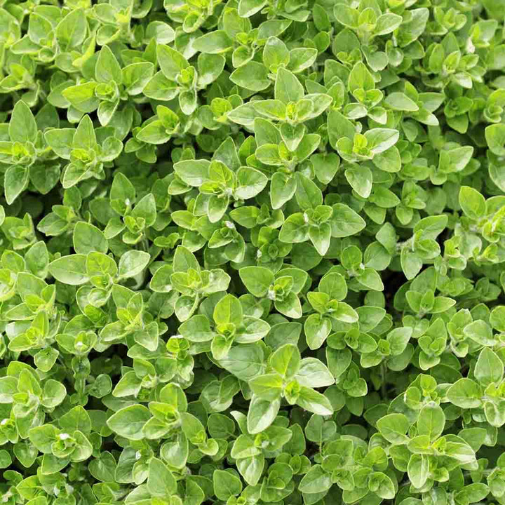 Marjoram Essential Oil