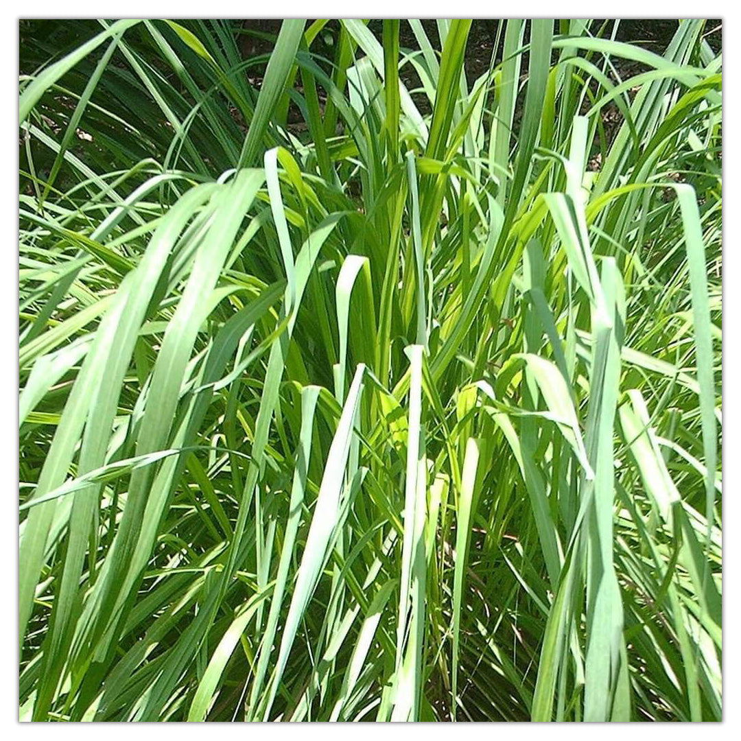 High quality essential oil manufacturer & exporter in wholesale bulk quantities. Buy bulk Citronella essential oil  now with SVA Naturals