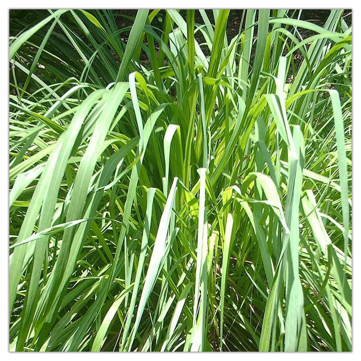 High quality essential oil manufacturer & exporter in wholesale bulk quantities. Buy bulk Citronella essential oil  now with SVA Naturals