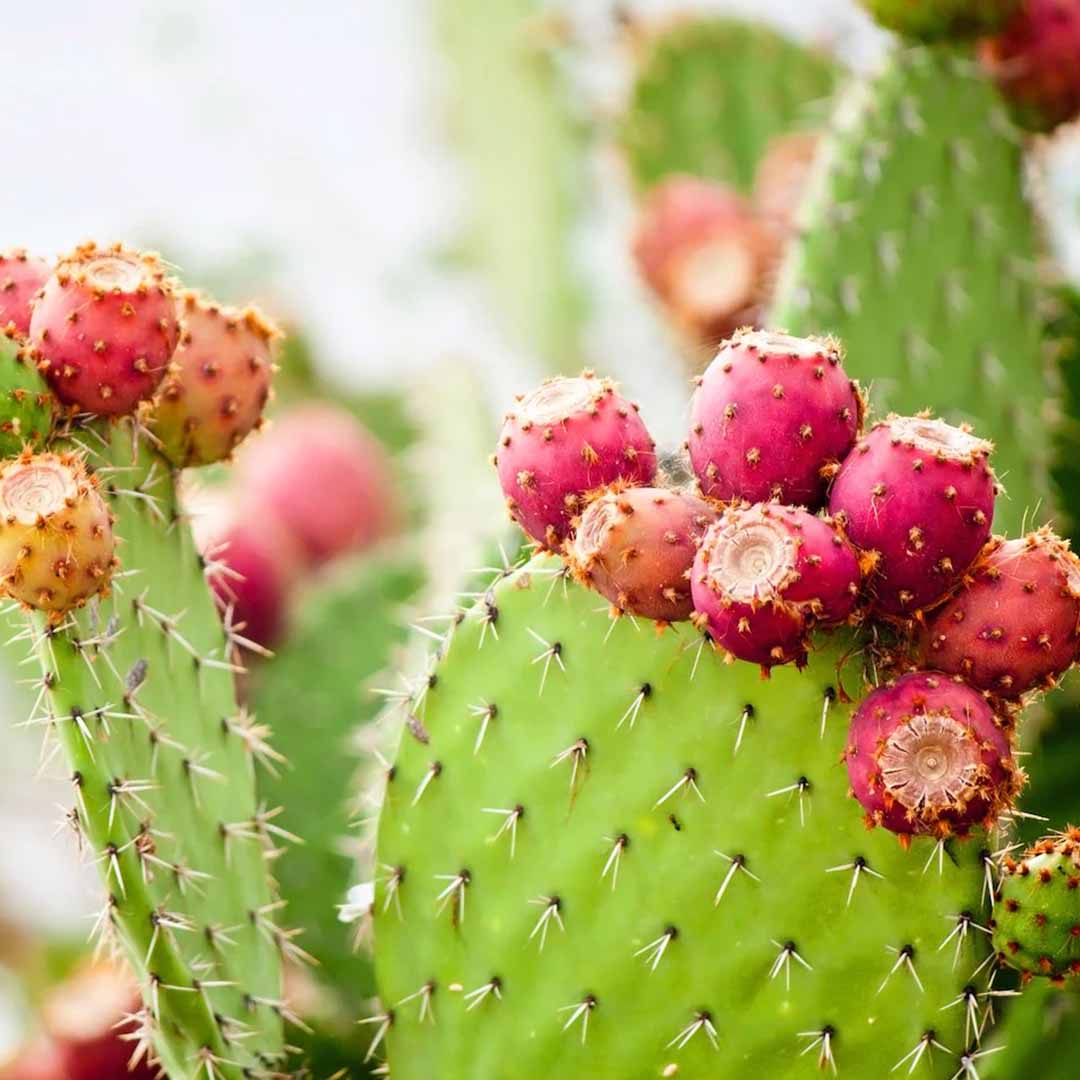 eastern prickly pear cactus seeds Buy 100% Pure Prickly Pear Seed Oil (South Africa) in Bulk & Retail – Sva  Naturals