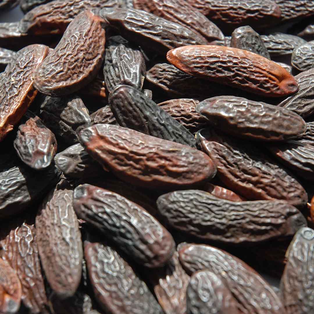 Tonka Bean Absolute, Tonka Bean Absolute Exporter, Tonka Bean Absolute