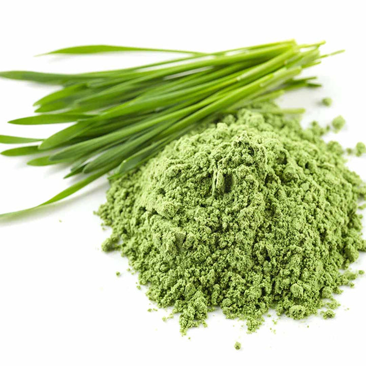 Sri Venkatesh Aromas (SVA Naturals): Top manufacturer & exporter of Bulk Wheat Grass Powder