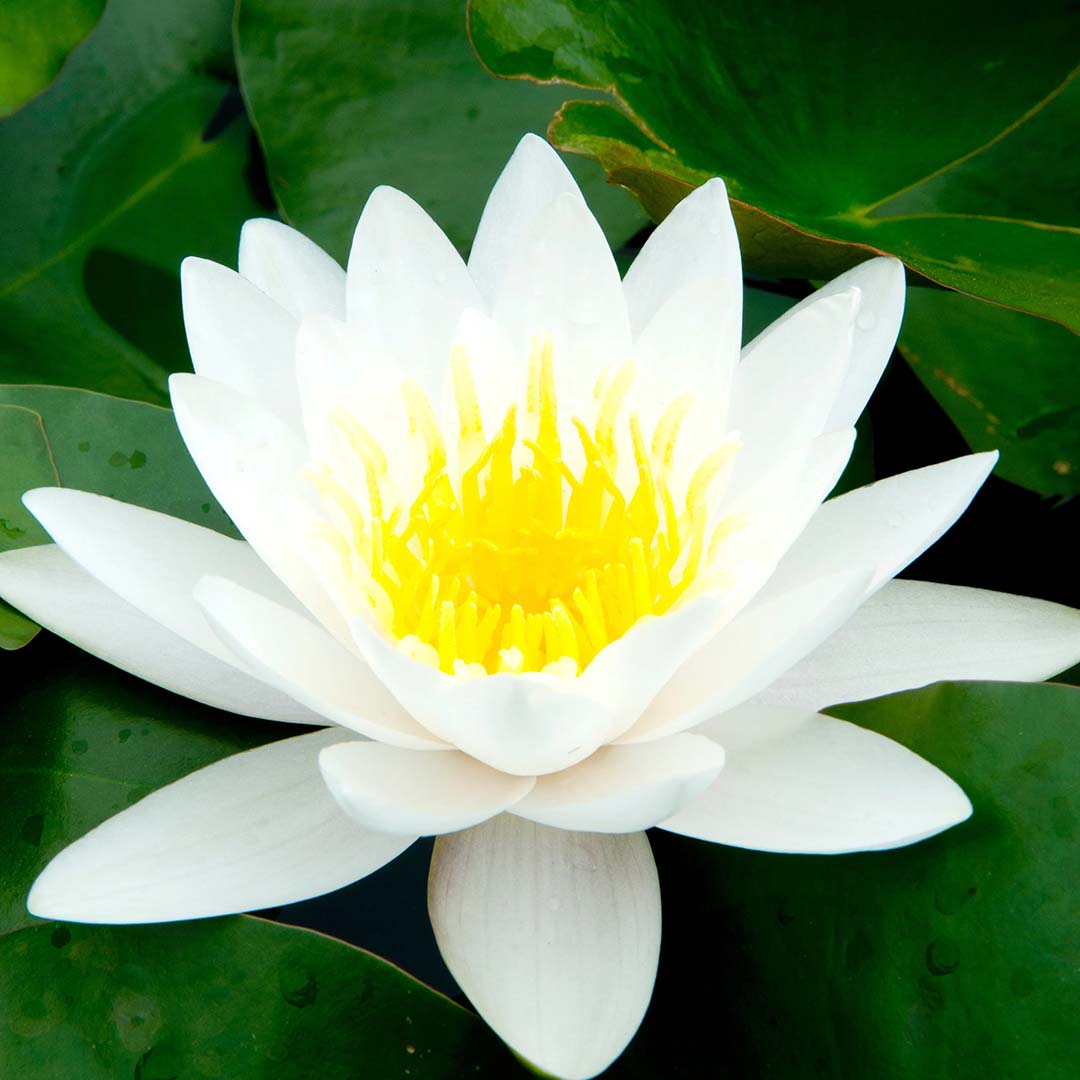 Sri Venkatesh Aromas (SVA Naturals): Bulk manufacturer & Exporter of White Lotus Floral Wax