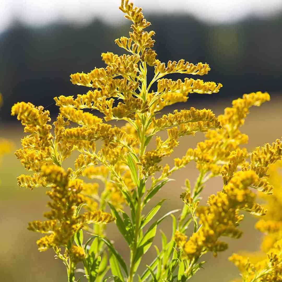ORGANIC GOLDEN ROD FLORAL WATER