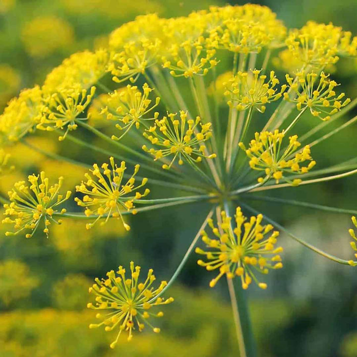 Galbanum Essential Oil