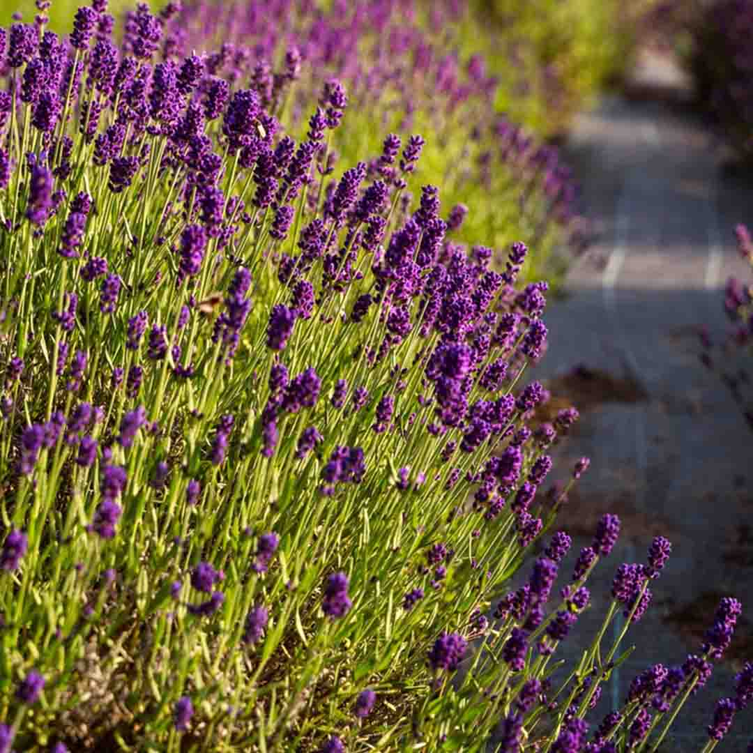 dutch lavender plants Buy 100% Pure Lavender Dutch Essential Oil in Bulk & Retail – Sva Naturals
