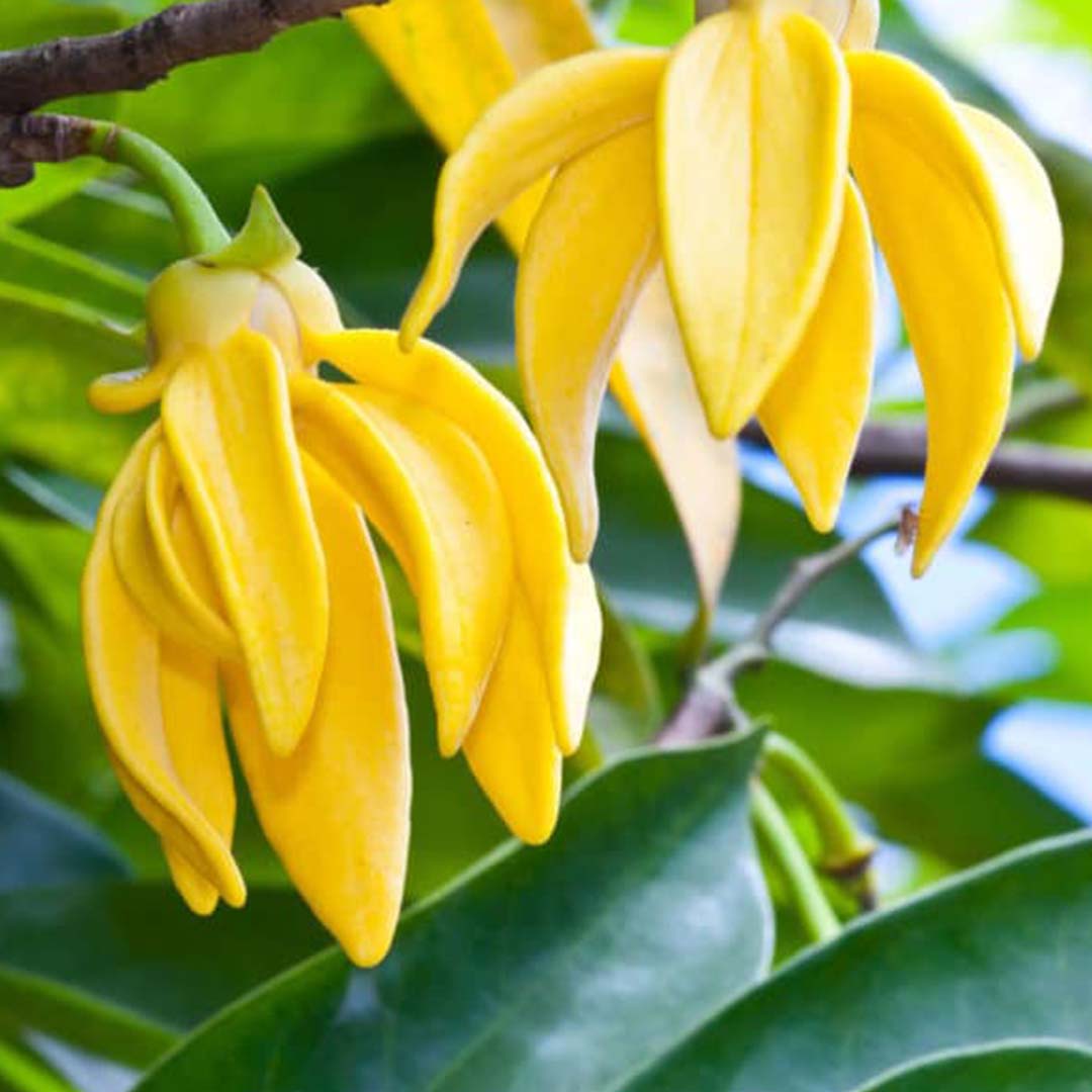 Sri Venkatesh Aromas (SVA Naturals): Top manufacturer & exporter of Bulk Ylang Ylang essential oil