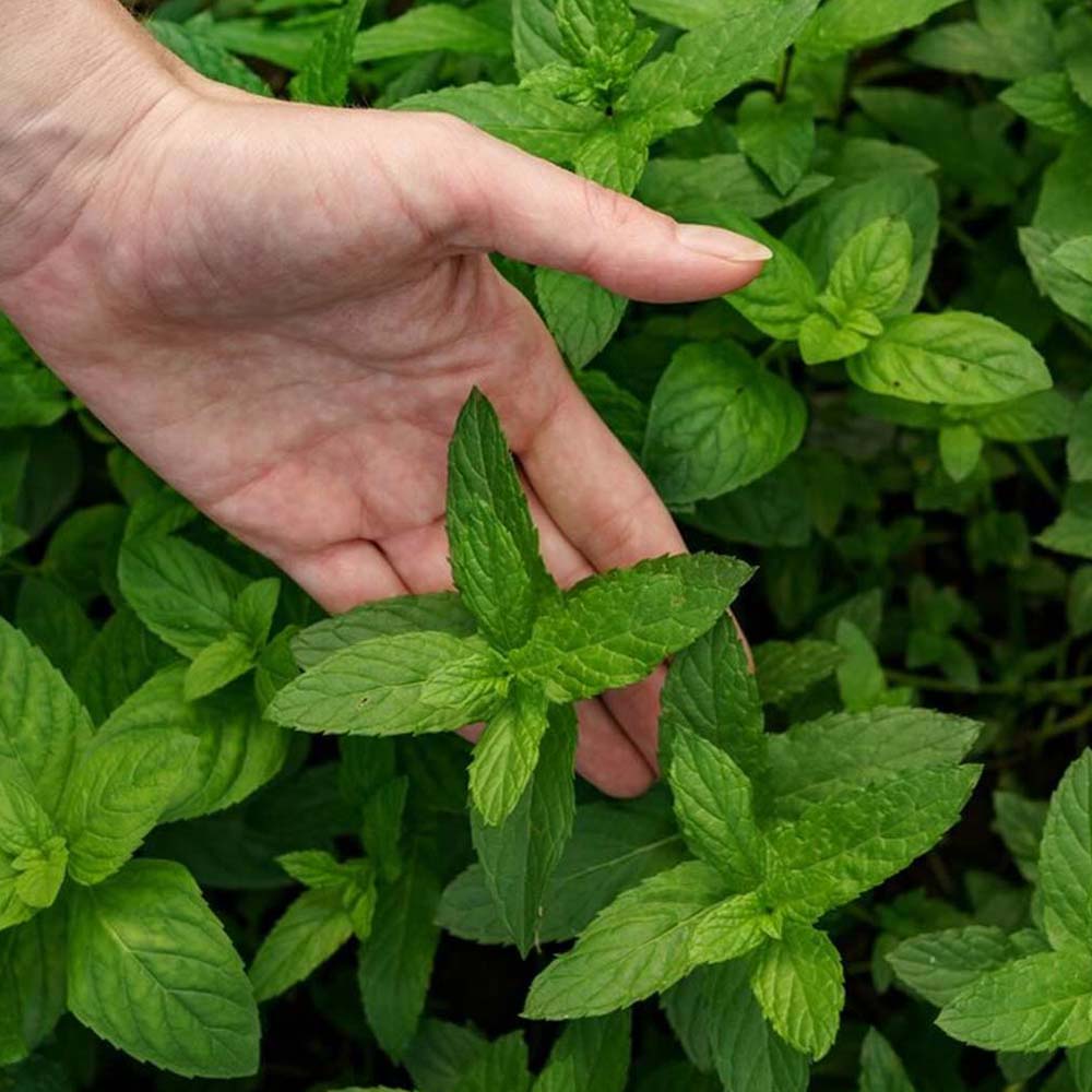 Spearmint Essential Oil Manufacturer Supplier from Mumbai India