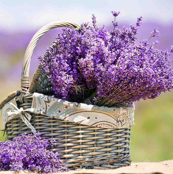 Bouquet of purple Lavender flowers used by Sri Venkatesh Aromas for bulk supply of Lavender essential oil 