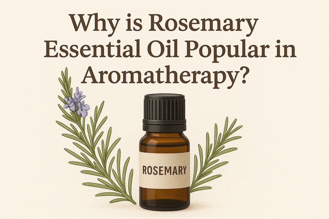 Why is Rosemary Essential Oil Popular in Aromatherapy?