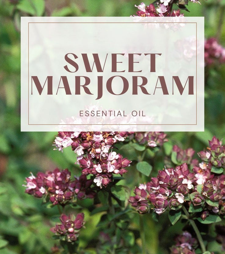 DIY Sweet Marjoram Essential Oil Blends for Mind &amp; Body