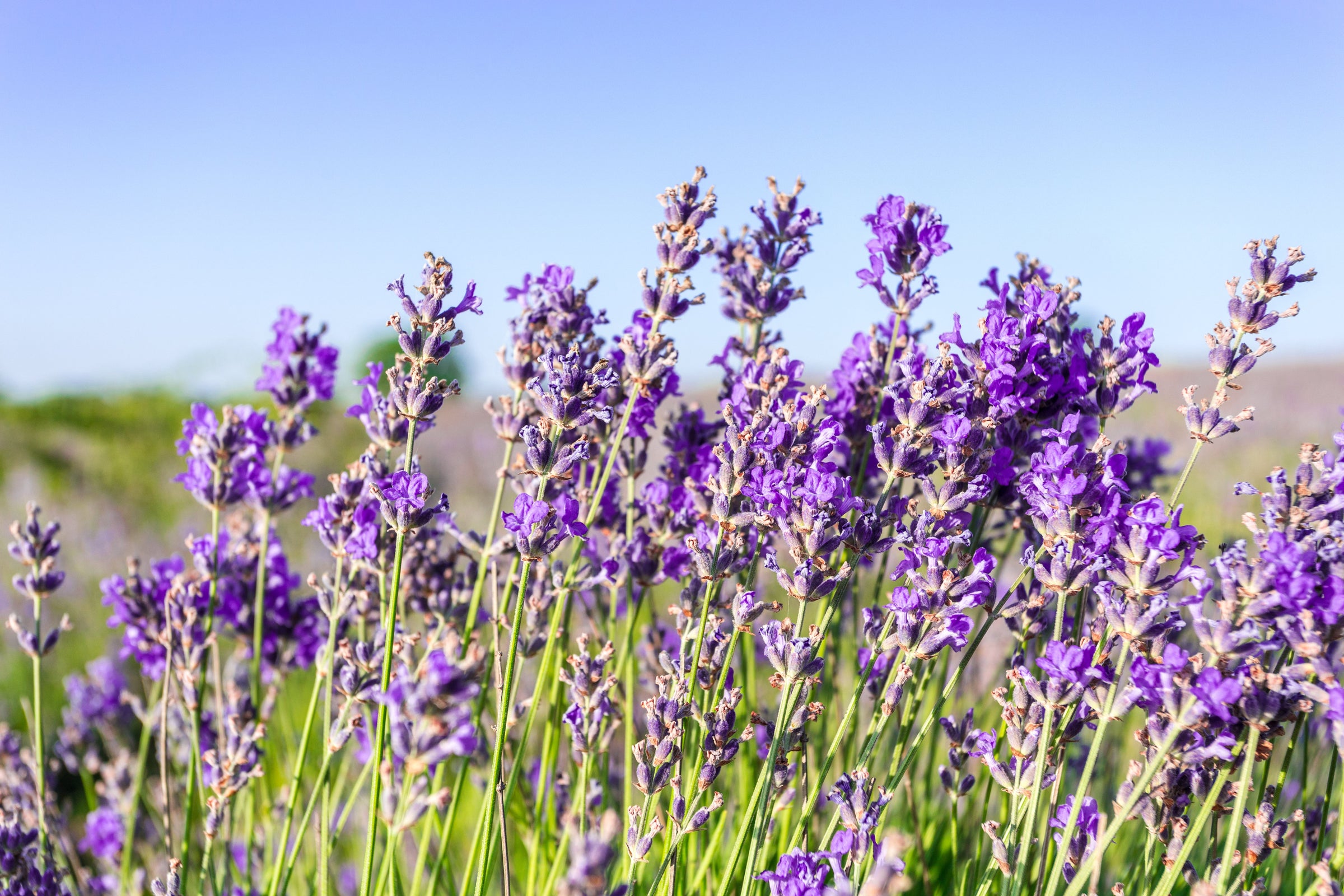 Wholesale manufacturer, supplier & exporter of bulk Lavender essential oils