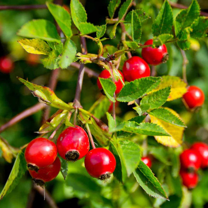 ROSEHIP SEED OIL, TURKEY