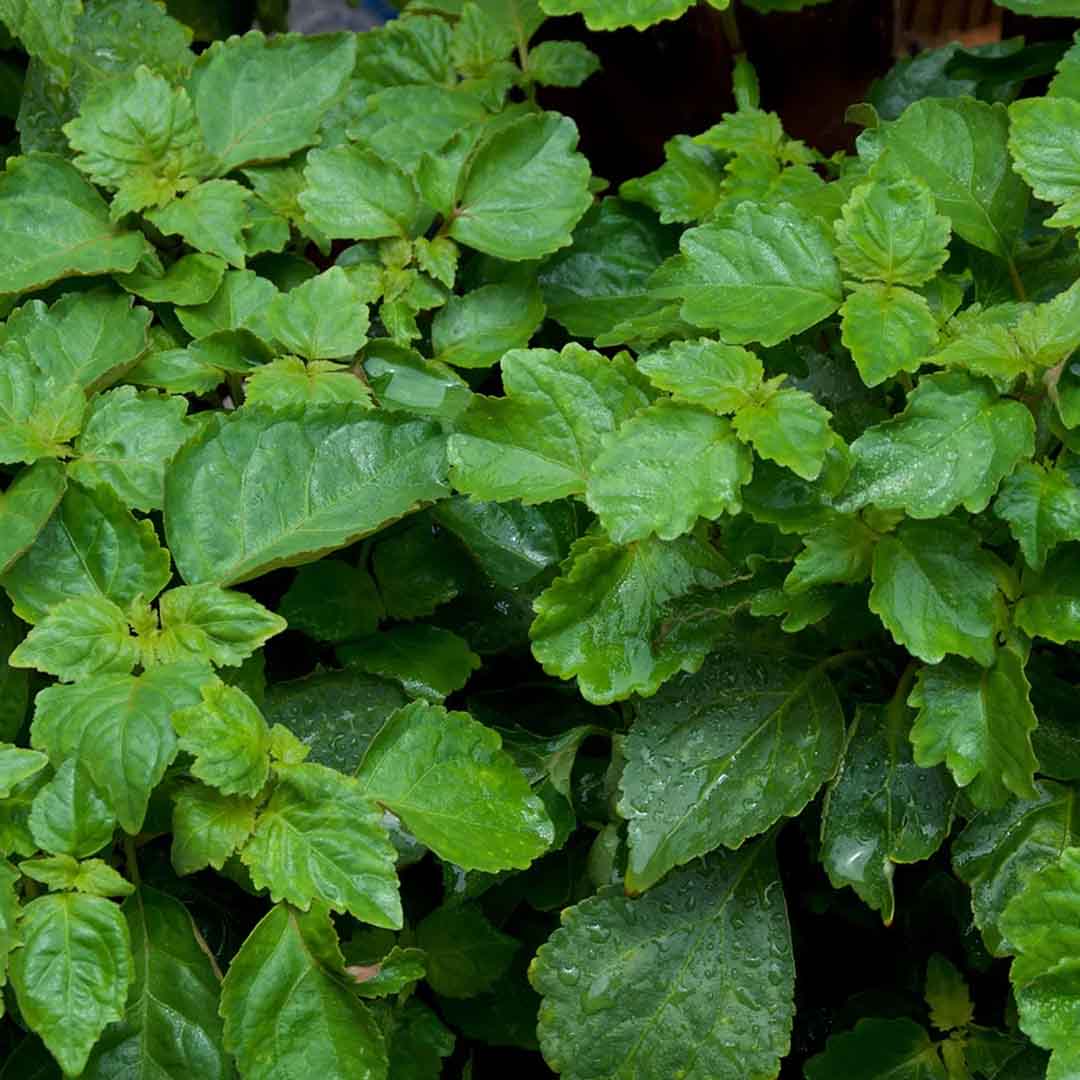 Patchouli Oil Patchouli Leaves PATCHOULI, DARK Essential Oil
