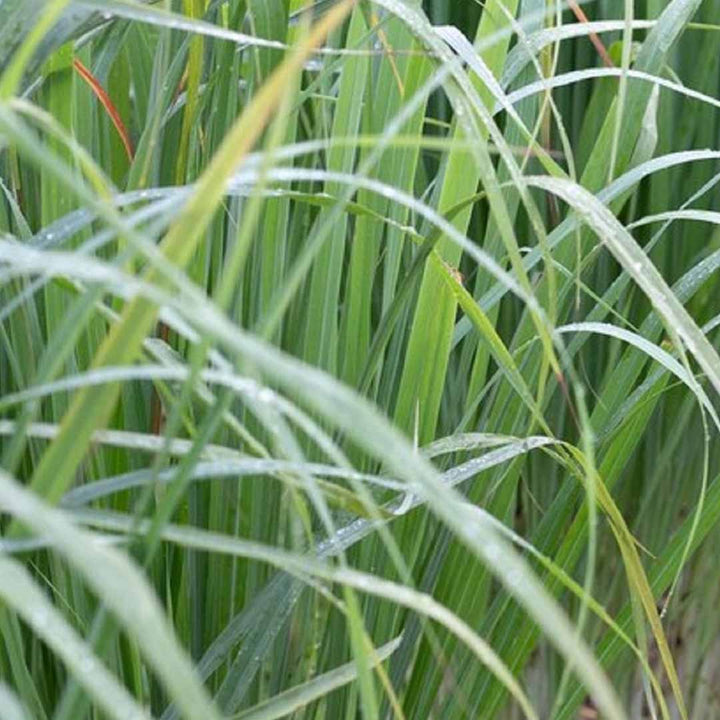 LEMONGRASS FRAGRANCE NATURAL