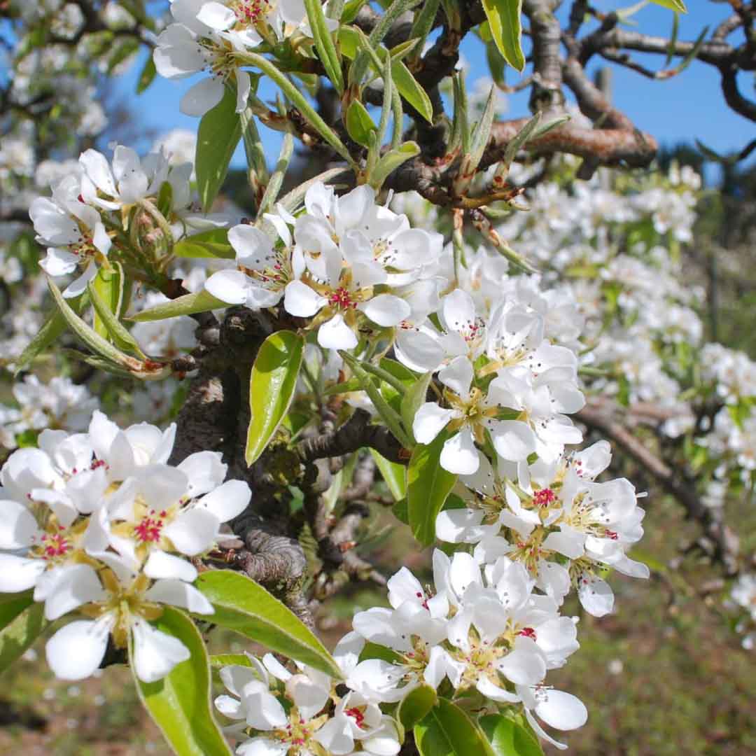 Sri Venkatesh Aromas (SVA Naturals): Top manufacturer & exporter of bulk Anjou Pear blossom fragrance natural