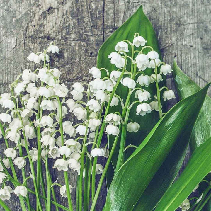 LILY OF THE VALLEY FRAGRANCE