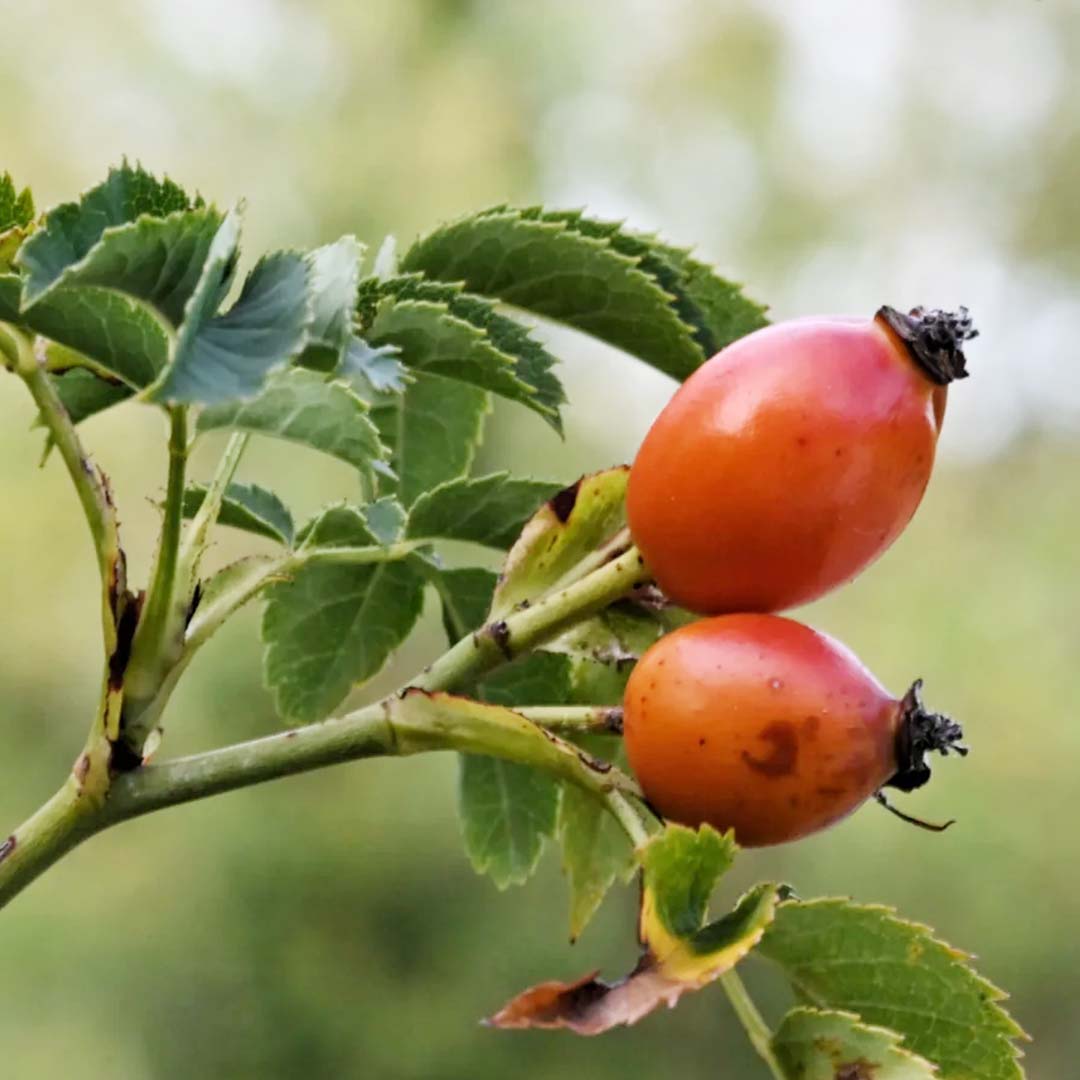 ROSEHIP SEED OIL, UKRAINE