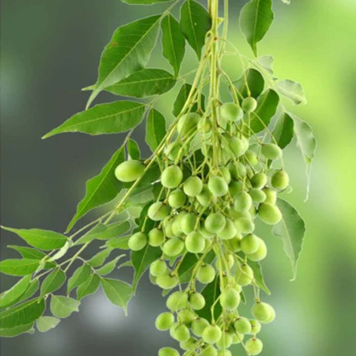 NEEM OIL VIRGIN, UNREFINED