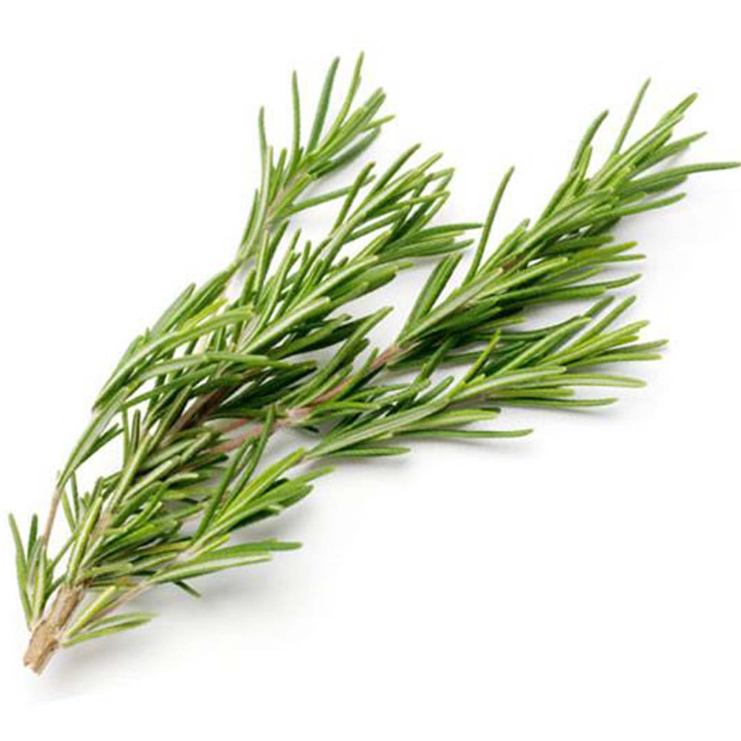 ROSEMARY MOROCCO ESSENTIAL OIL