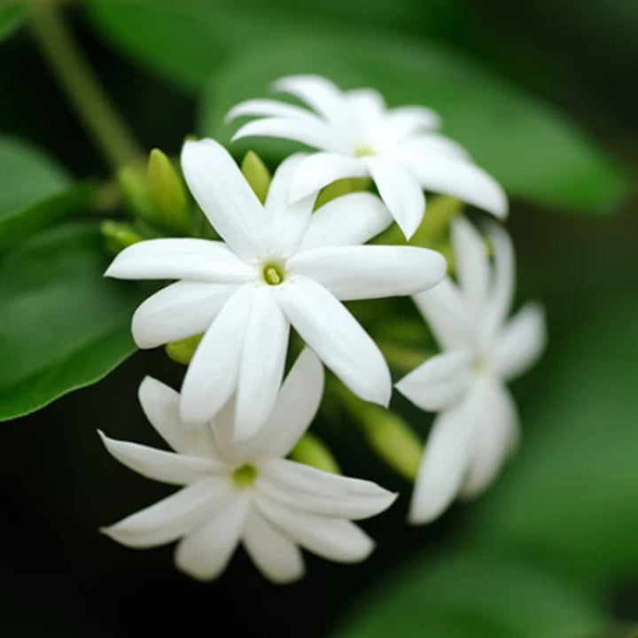 JASMINE GRANDIFLORUM ABSOLUTE 3% IN JOJOBA