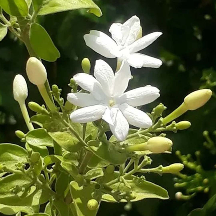 JASMINE GRANDIFLORUM FLORAL WAX