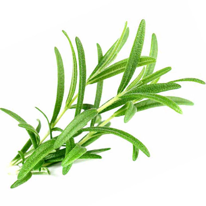 ROSEMARY OLEORESIN 6%