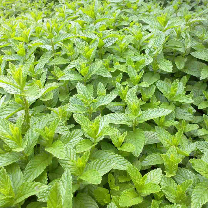 PEPPERMINT JAPANESE ESSENTIAL OIL, ORGANIC