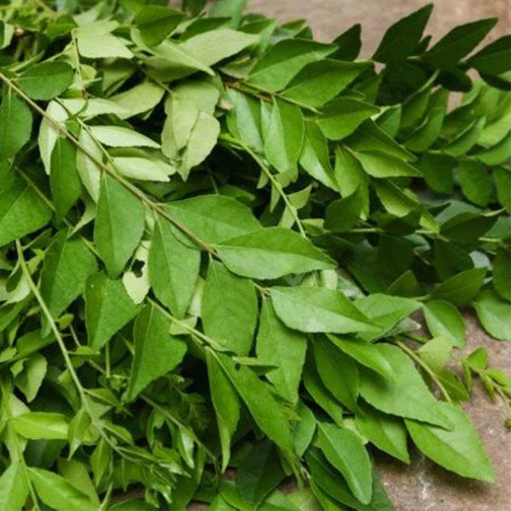 Sri Venkatesh Aromas (SVA Naturals): Top manufacturer & exporter of Bulk Organic Curry Leaf oil