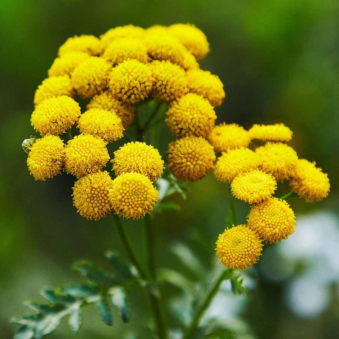 Sri Venkatesh Aromas (SVA Naturals): Bulk manufacturer & Exporter of Blue Tansy essential oil