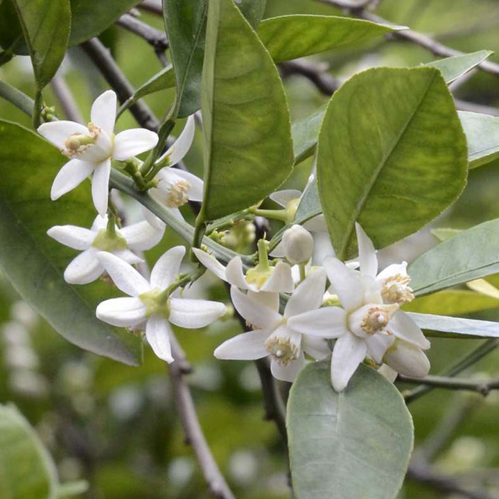 NEROLI FRAGRANCE