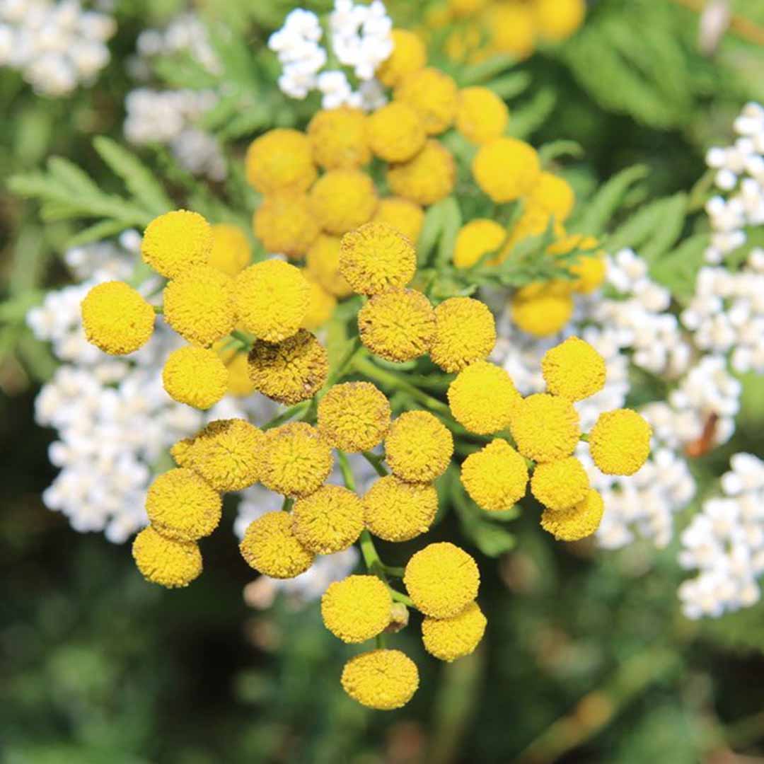 Sri Venkatesh Aromas (SVA Naturals): Bulk manufacturer & Exporter of Organic Blue Tansy essential oil