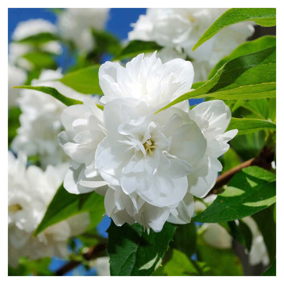 JASMINE SAMBAC FLORAL WAX