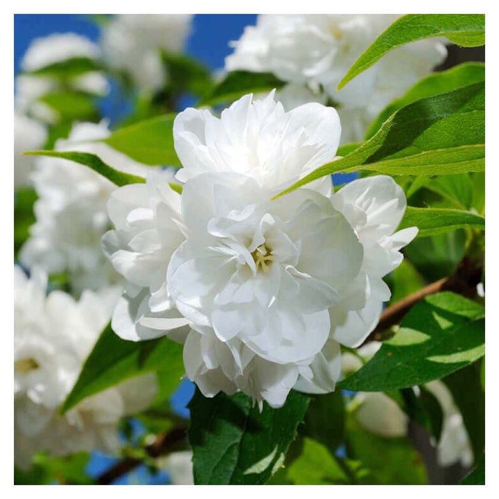 JASMINE SAMBAC FLORAL WAX