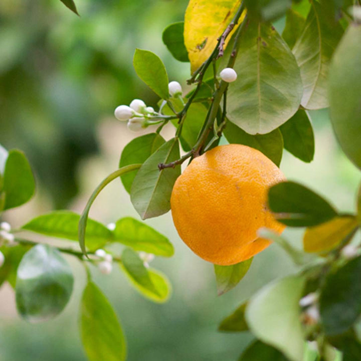 PETITGRAIN ESSENTIAL OIL